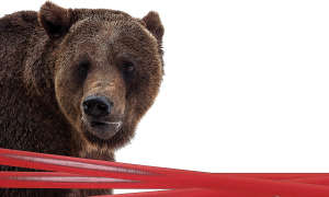 bear behind red tape