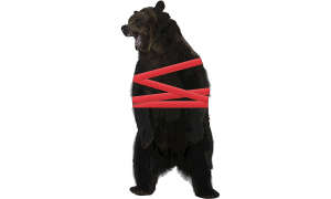 bear in red tape
