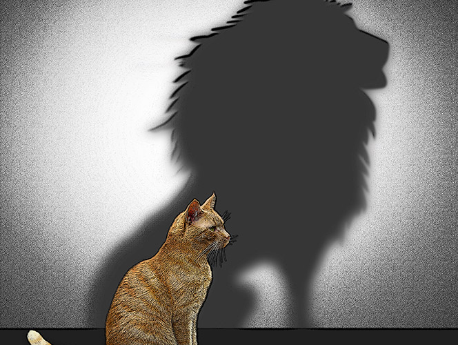 cat with lion's shadow