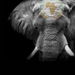 Legal leaders in Africa: Waking the elephant
