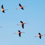 Only connect: Herminia Ibarra on leadership, collaboration and the future organisation