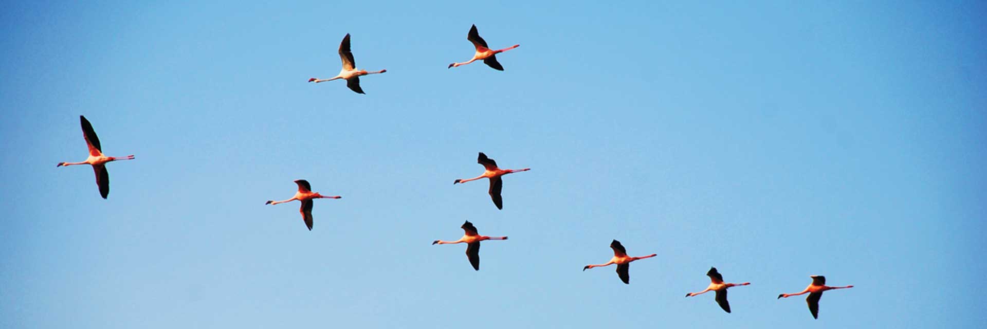 Only connect: Herminia Ibarra on leadership, collaboration and the future organisation