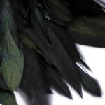 Beware the black swan