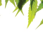 Coining it on cannabis