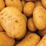 Selim Erdil Guvener, General Counsel,  International Potato  Center (CIP)