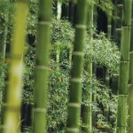 Green shoots: the growth of newlaw in Asia Pacific