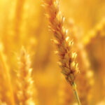 Patricia Ulian,  General Counsel, Archer Daniels Midland,  Brazil